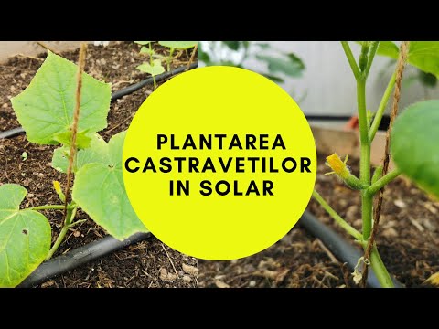 , title : 'Plantarea castravetilor in solar'
