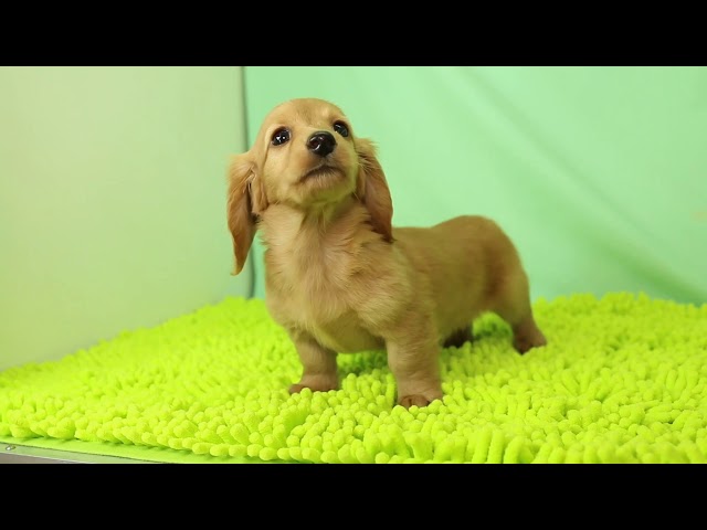 ブリーダー/ショップマロニエケンネル MARRONNIER KENNELのダックスフンド・ミニチュア・ロングで番号が2844です