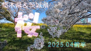【VLOG】《桜》お花見 栃木県＆茨城県 2025年前半
