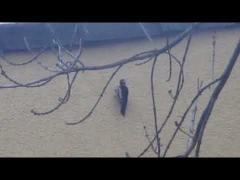 funny woody woodpecker through the wall pt2