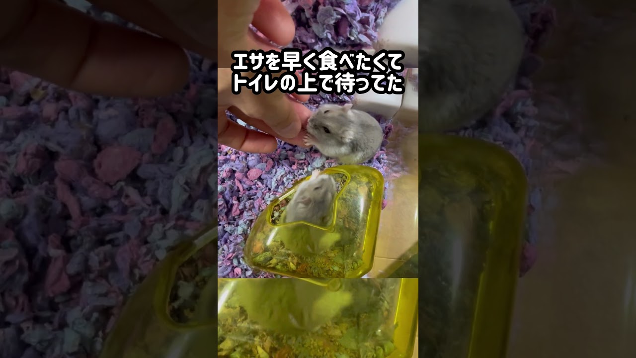 早く食べたくて我慢できないハムスター