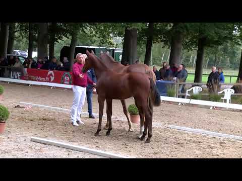 Hengstfohlen von Casall wird 4. im Fohlenchampionat 2020