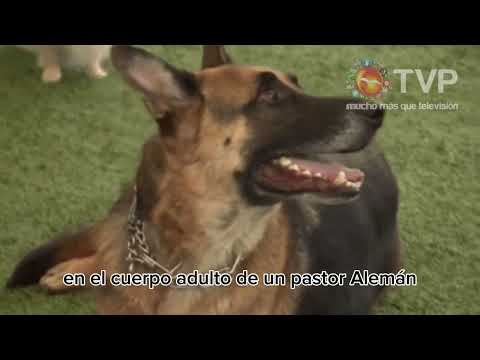 ¿Quién fue Vladimir Demikhov?