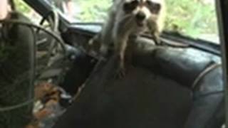 Man Fights Raccoon Inside Car | Call of the Wildman