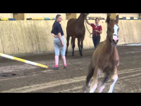 Untouchable- Cassini II