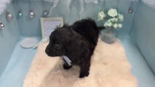 ハーフ犬の動画01