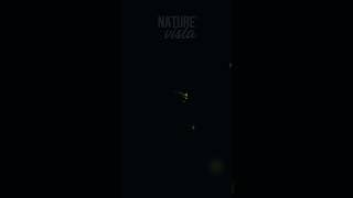 VAGALUMES: A Incrível Dança da Luz! #documentário #natureza #vidaselvagem #insetos