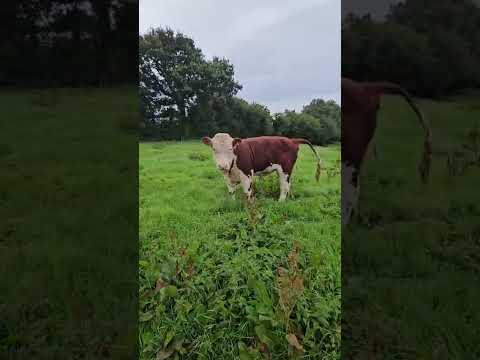Ped Hereford Bulls - Image 2