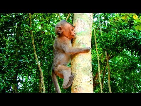 ONG! Unbelievable, Baby Lori Scare The Dog Can Climb Up Tree|Baby Lori Cry ,Cuz Hard To Climb Down