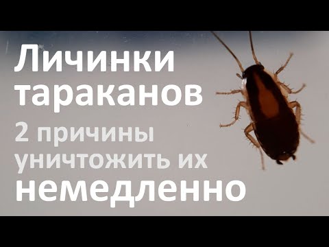 Личинки тараканов: как они выглядят и чем они опасны в квартире?