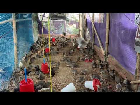 Saptarshi-Farm-Video-3