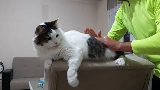#kedi #şans kediKedi masajı böyle olur