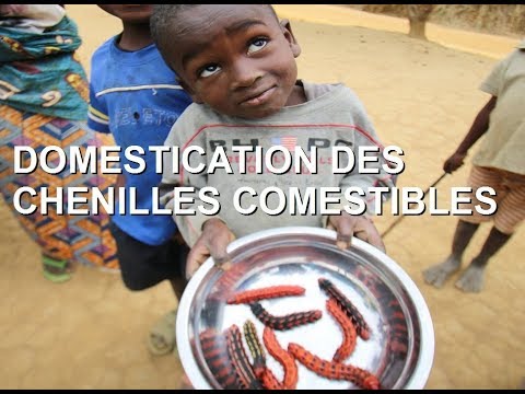 , title : 'Domestication des chenilles comestibles d'Afrique'
