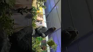 Download lagu with animal ashik tech mp3 Download lagu with animal ashik tech mp3