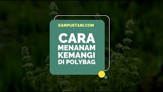 Download lagu Cara Menanam Kemangi di Polybag - Kampus Tani mp3
