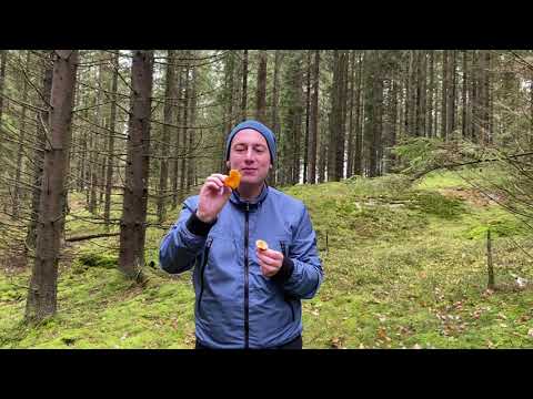 Kantarell vs narrkantarell