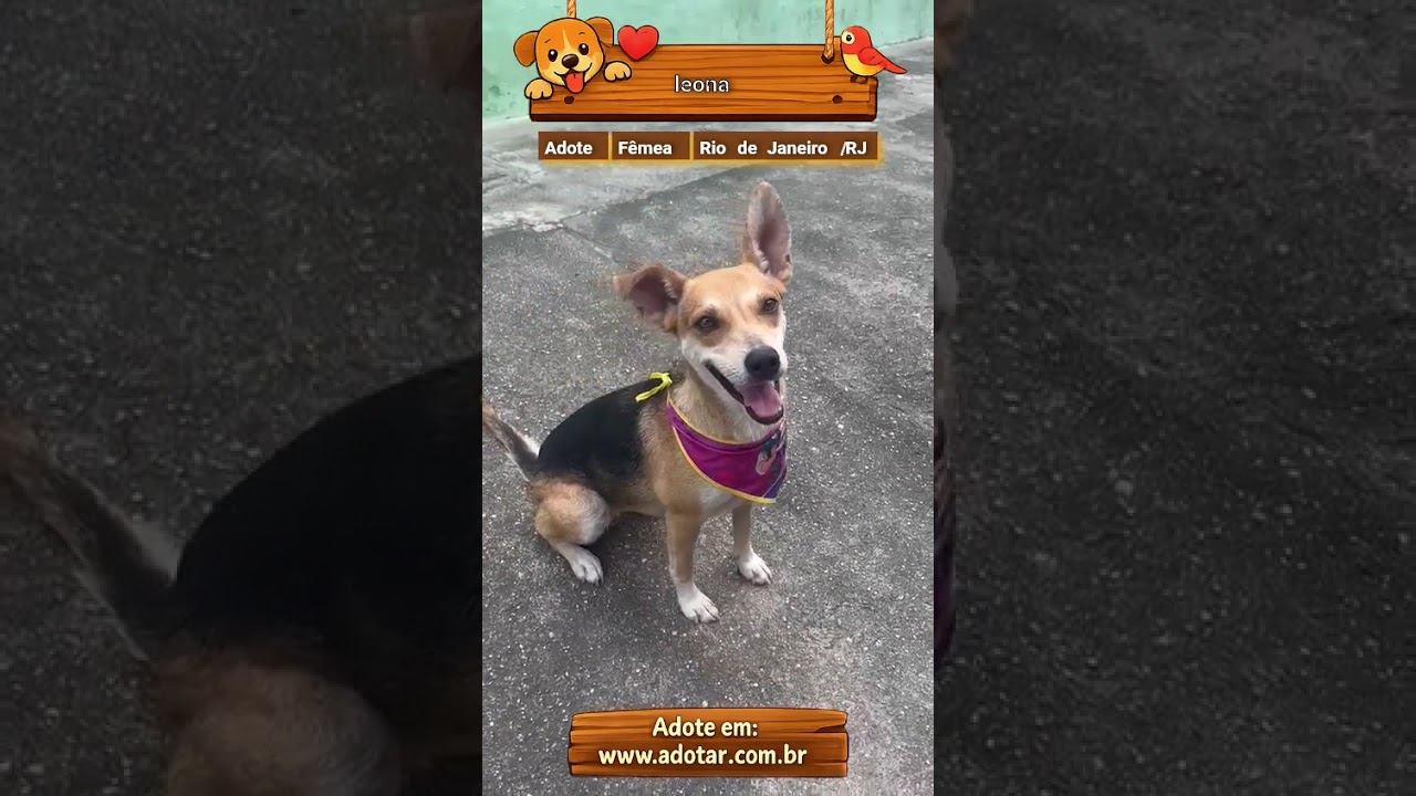 Cachorro raça SRD-ViraLata idade 1 ano nome leona