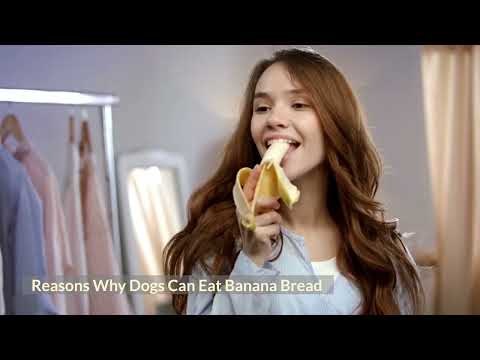 YouTube video about: Can dogs have banana nut muffins?