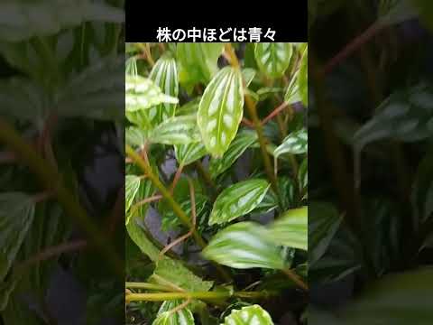 ディプラデニア肥料はいつ与えるのですか?この美しい植物の開花を促進するのに最適な肥料は何ですか?  庭園