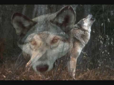 Spirits of the Wolves