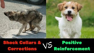 Dog Training: Positive Reinforcement Beats Shock Collars / E-Collars EVERY Time! FACT!