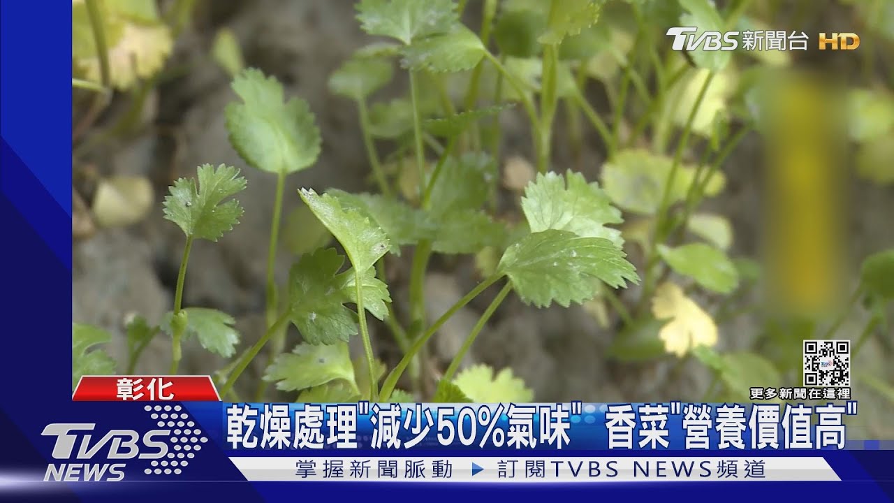 2/24「反香菜日」 業者推「香菜拿鐵、鳳梨酥」