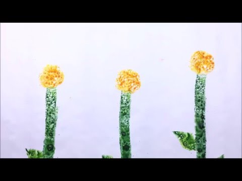 Emily Arrow - The Dot Song