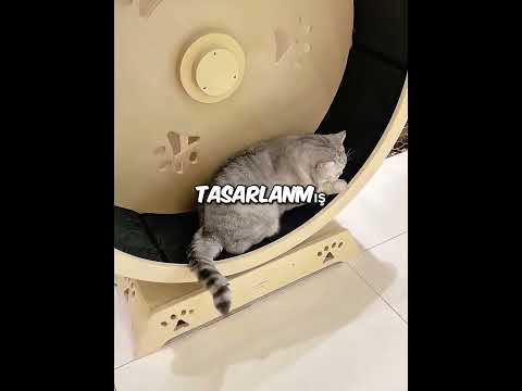 En Tembel Kedi Şampiyonu! 🏆