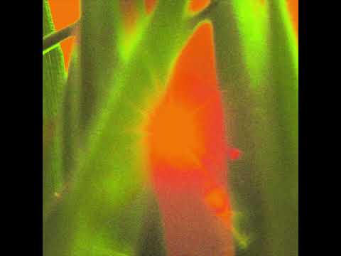 Video thumbnail for Grass and the Sun