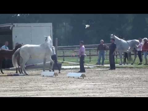 Hengstfohlen Contendro-Cassini-Landgraf