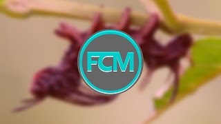 Flying Caterpillar by Kellee Maize