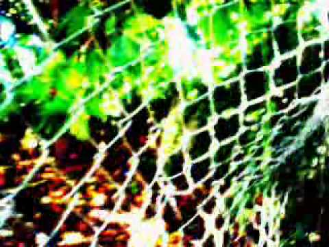 Gravenhurst - Bluebeard