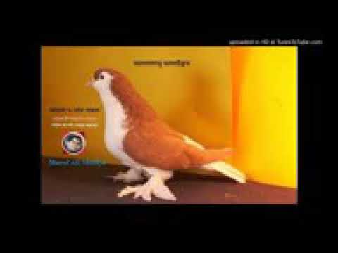 Pirzada juniaz siddquie