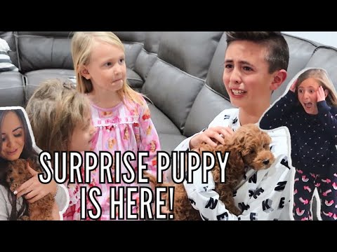 KID CRIES After Seeing Our BRAND NEW PUPPY! | SURPRISING the Family with a PUPPY!