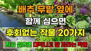 김장배추.무밭에 함께 심으면 후회없는 작물 8월중순부터 9월말까지 심고 재배가 쉽고 대박납니다 #8월에심는작…