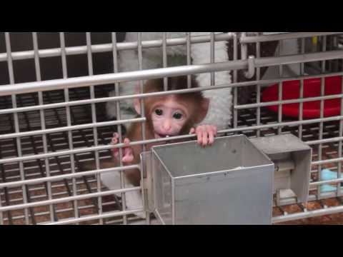 Pet LoveLy   'Human Intruder' Tests   NIH Baby Monkey Experiment #1