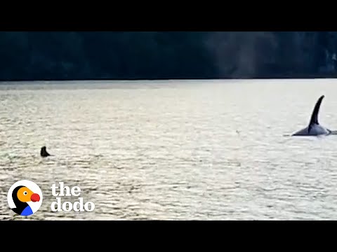 Amazing - Otter Jumps On a Boat to Escape Predator