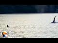 Otter Jumps On Guy S Boat To Escape Orca The Dodo
