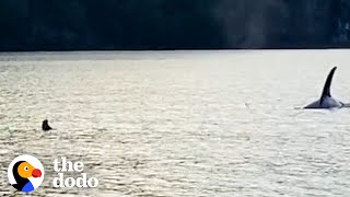 Otter Jumps On Guy’s Boat To Escape Orca | The Dodo