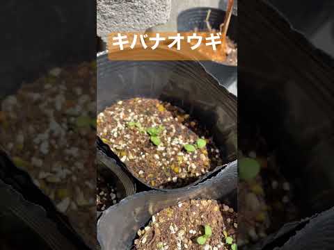 自然薬局：薬草園に絶対に入れておきたい、自分を癒す20の植物  庭園