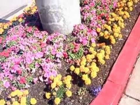 download lagu mp3 mp4 Pink French Marigolds, download lagu Pink French Marigolds gratis, unduh video klip Pink French Marigolds