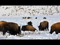 24 Yellowstone Wolves Hunting Bison Wildlife In 4K Inspire Wild Media