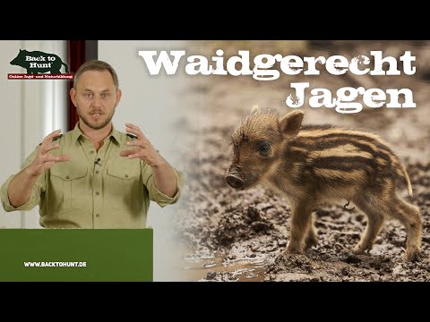 Ethical hunting of wild boar | Back to Hunt