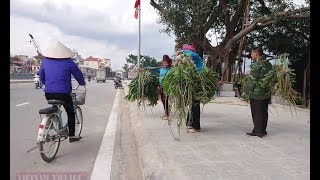 People Selling Orchids on The Road | Vietnam Village