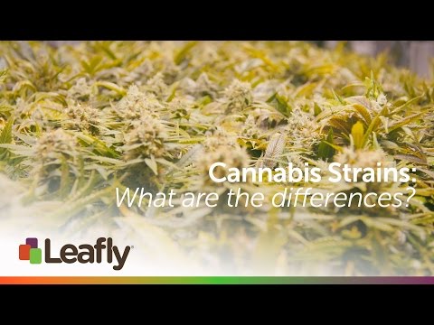Leafly Strains