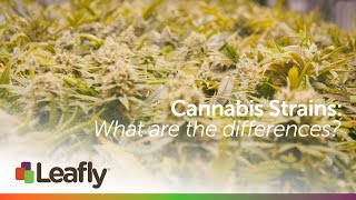 Cannabis Strains: What are the Differences
