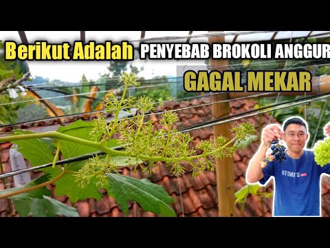 , title : 'Berikut Adalah Penyebab Utama Brokoli Anggur Gagal Mekar‼️'