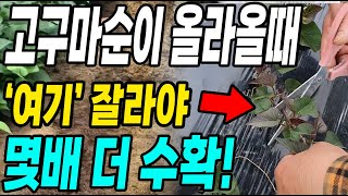 심은 고구마순이 올라올때 여기를 잘라주면 몇배 더 수확! 주렁주렁 대박!