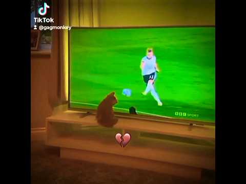 😺⚽ Cat TRIES to play GOALKEEPER!!😺🛑⚽ #shorts #subscribe #goalkeeper #cat #funny #soccer #funnypets