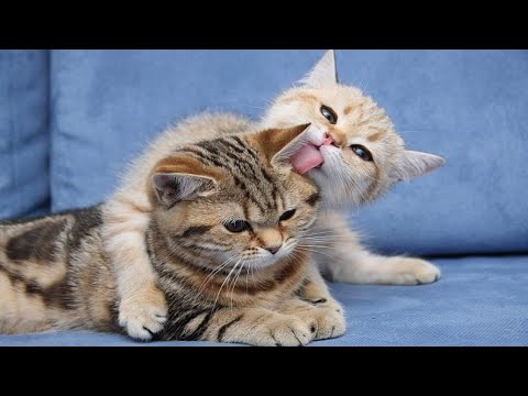 Cats love | by Nazli salon